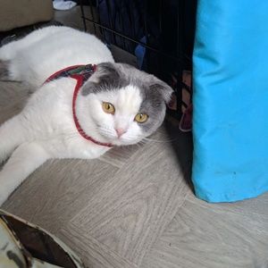 Meet your Posher, Haily